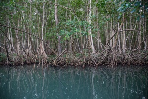 Mangrove in Ste-Rose