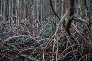 Mangrove in Ste-Rose