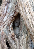 Angkor Thom