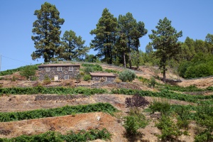 Terrasse fields on LP1