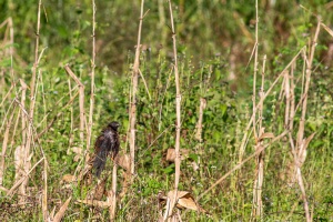 Centropus bengalensis