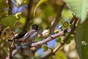 Lonchura striata