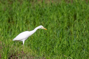 Bubulcus ibis