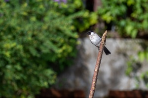 Pycnonotus aurigaster