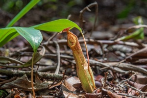 Nepenthes eustachya Miq.