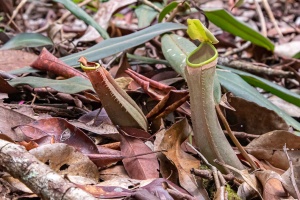 Nepenthes albomarginata T.Lobb ex Lindl.