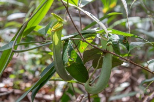 Nepenthes albomarginata T.Lobb ex Lindl.