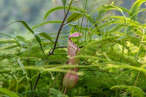 Nepenthes eustachya Miq.