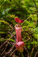 Nepenthes eustachya Miq.