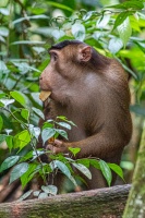 Macaca nemestrina (Macaque à queue de cochon)