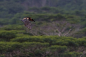 Pteropus niger