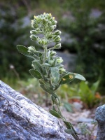 Alyssum alyssoides (L.) L.