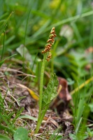 Botrychium lunaria (L.) Swarz