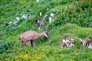 Rupicapra pyrenaica (Chamois)