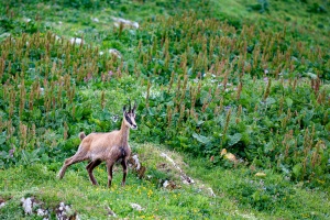 Rupicapra pyrenaica (Chamois)