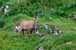 Rupicapra pyrenaica (Chamois)