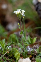 Arabis alpina L.