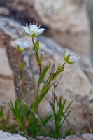 Minuartia verna (L.) Hiern