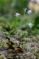 Saxifraga cuneifolia L.