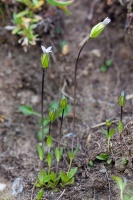 Comastoma tenellum (Rottb.) Toyok.