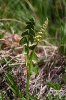 Botrychium lunaria (L.) Swarz