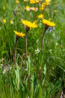 Hypochoeris uniflora Villars