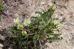 Oxytropis campestris (L.) DC.