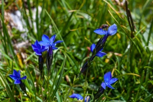 Gentiana bavarica L.