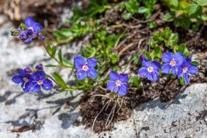 Veronica fruticans Jacq.