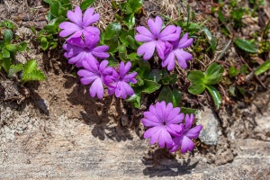 Primula integrifolia L.