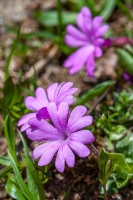 Primula integrifolia L.