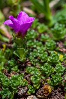 Saxifraga oppositifolia L.