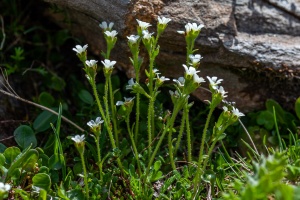 Saxifraga androsacea L.