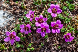 Saxifraga oppositifolia L.