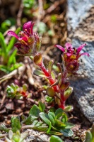 Saxifraga biflora All.