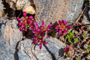 Saxifraga biflora All.