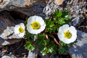 Beckwithia glacialis (L.) Á.Löve & D.Löve