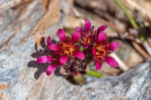 Saxifraga biflora All.