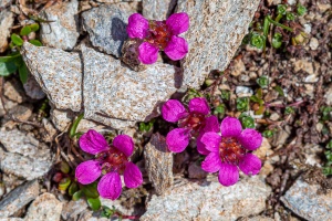 Saxifraga ×kochii Hornung