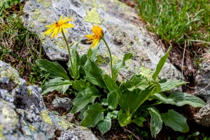 Doronicum clusii (All.) Tausch