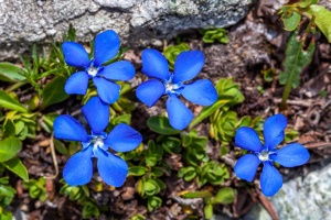 Gentiana orbicularis Schur