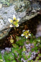 Saxifraga bryoides L.