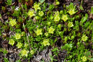 Minuartia sedoides (L.) Hiern