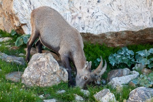 Capra ibex (Bouquetin)