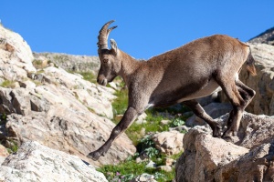 Capra ibex (Bouquetin)