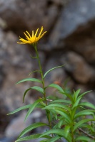 Inula salicina L.