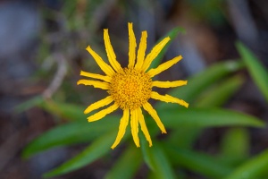 Inula salicina L.