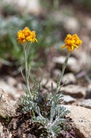 Jacobaea incana (L.) Veldkamp