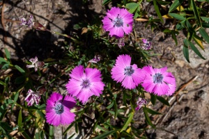 Dianthus pavonius Tausch