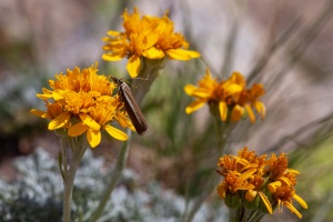 Jacobaea incana (L.) Veldkamp